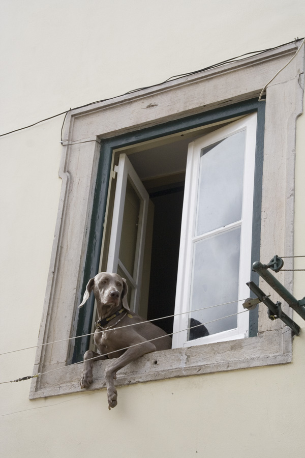 dog