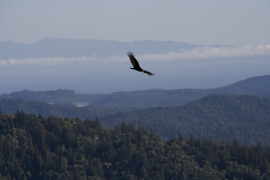 eagle