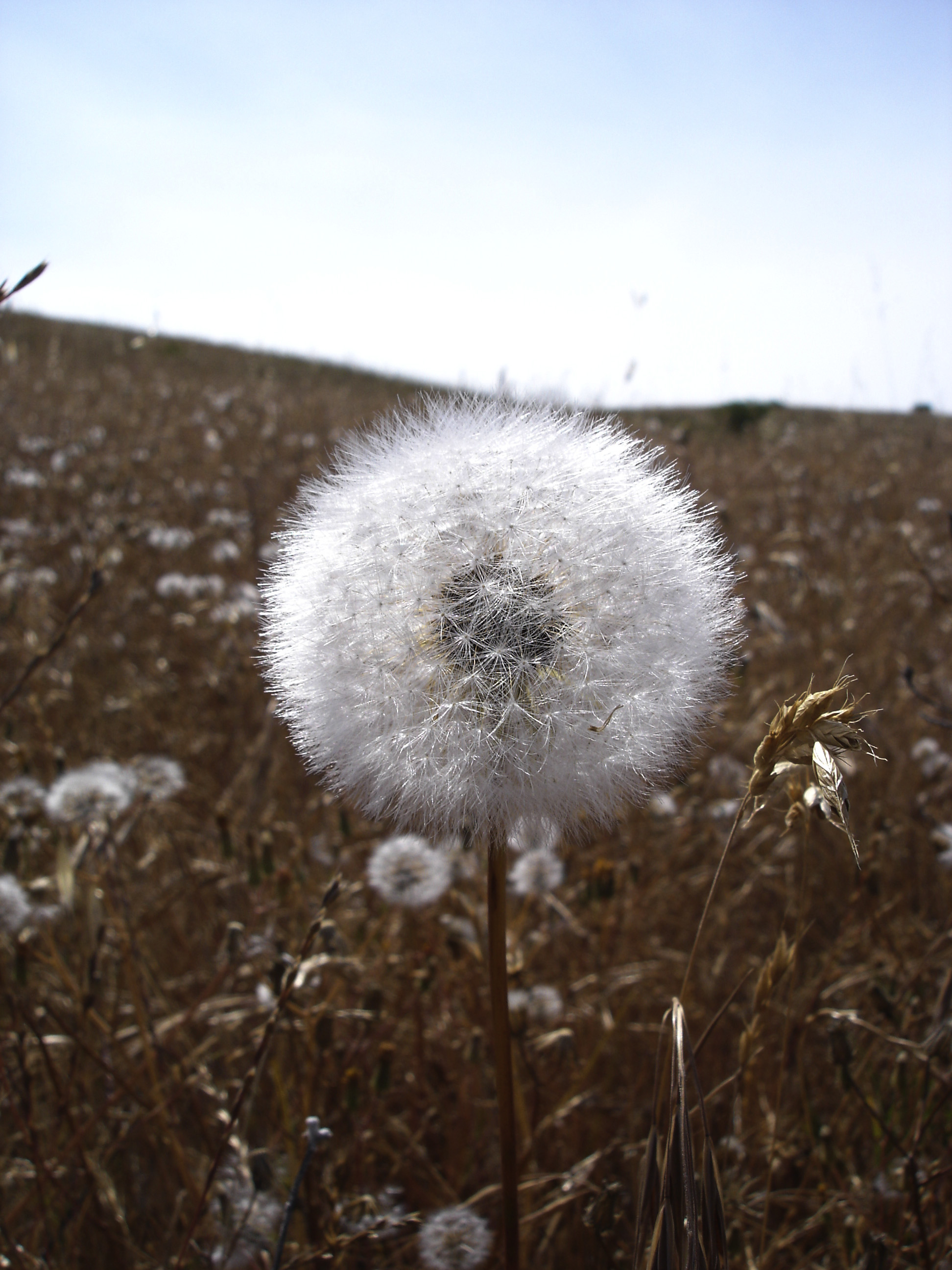 puff-ball