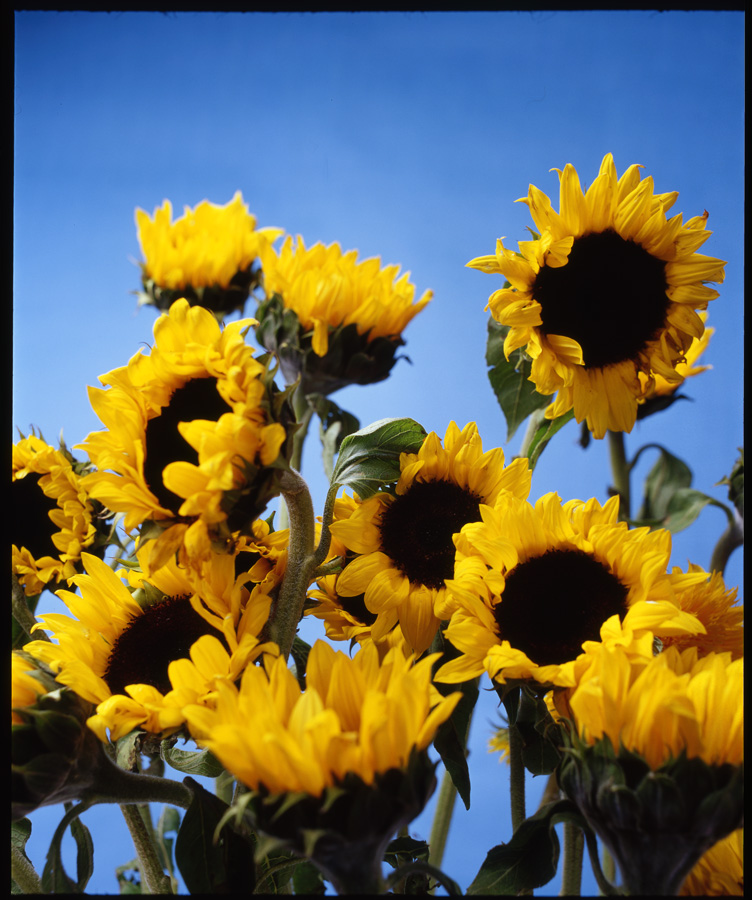 sunflower1