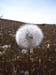 puff-ball