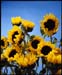 sunflower1